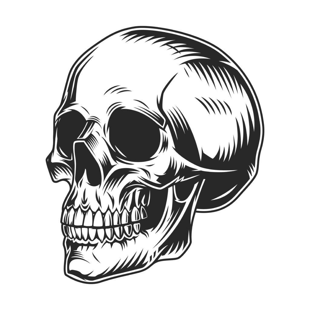 Vintage human skull